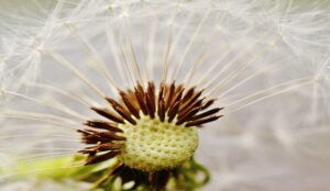 Diente de león: propiedades, beneficios y cómo consumir esta planta medicinal
