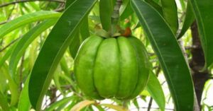 Garcinia cambogia: beneficios reales, contraindicaciones y cómo tomarla