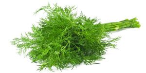 Eneldo: propiedades, beneficios, contraindicaciones y cómo utilizar esta planta aromática