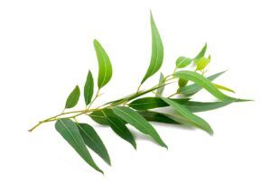 Eucalipto: propiedades, beneficios, usos medicinales y contraindicaciones del aceite esencial