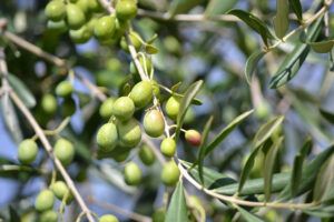 Cómo preparar extracto de hoja de olivo en casa y cuáles son sus posibles beneficios