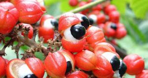 Guaraná: propiedades, beneficios, contraindicaciones y cómo tomarlo correctamente