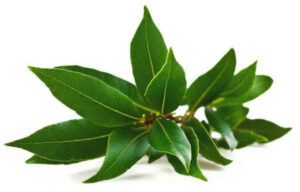 ¿Quemar hojas de laurel ayuda a relajarse? Lo que dice la ciencia