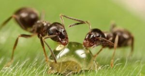 Remedios naturales contra las hormigas: 10 trucos eficaces para eliminarlas de casa