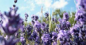 Lavanda: propiedades, beneficios, usos y contraindicaciones