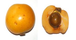 Níspero: propiedades, beneficios, valor nutricional, recetas y contraindicaciones