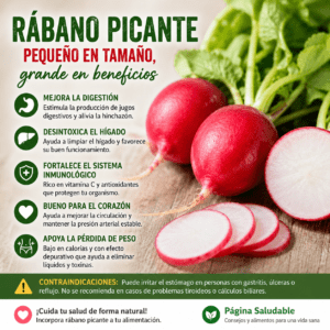 Rábano picante: propiedades, beneficios, contraindicaciones y cómo consumirlo