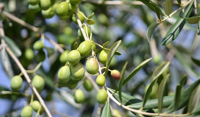 reducir el colesterol Propiedades de las hojas de olivo