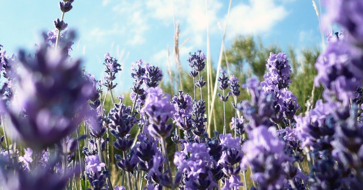 Propiedades, beneficios y contraindicaciones de lavanda