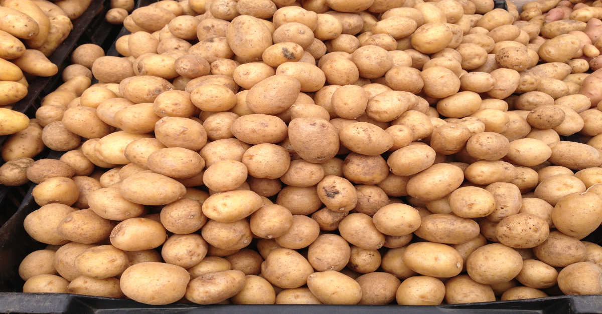 patata las patatas engordan