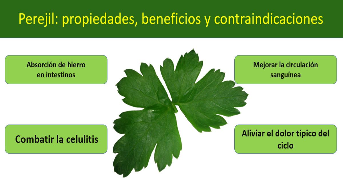 perejil propiedades beneficios terapéuticos y medicinales comprobados
