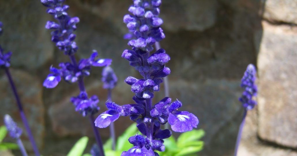 propiedades de salvia
